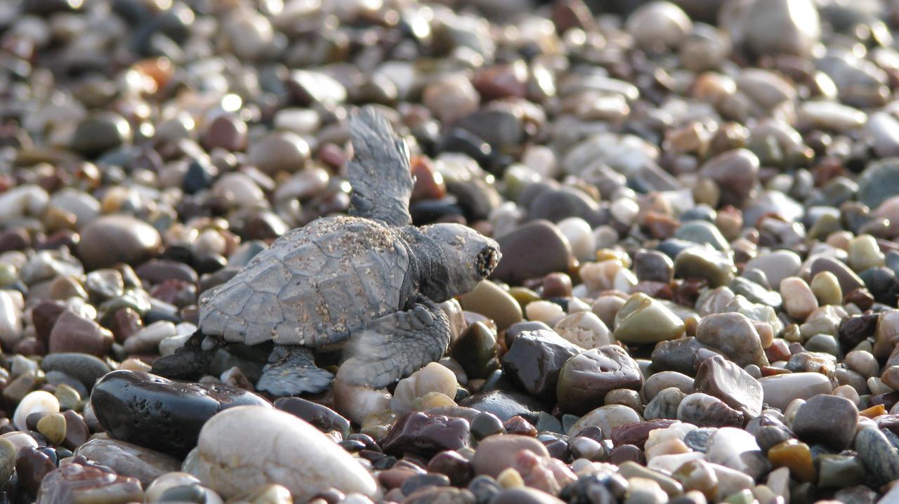 Caretta Caretta Pension Çıralı 外观 照片